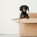 black and brown dachshund standing in a box. moving house and your mental health