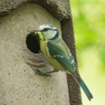 Image of a blue tit entering bird box. Healing trauma.