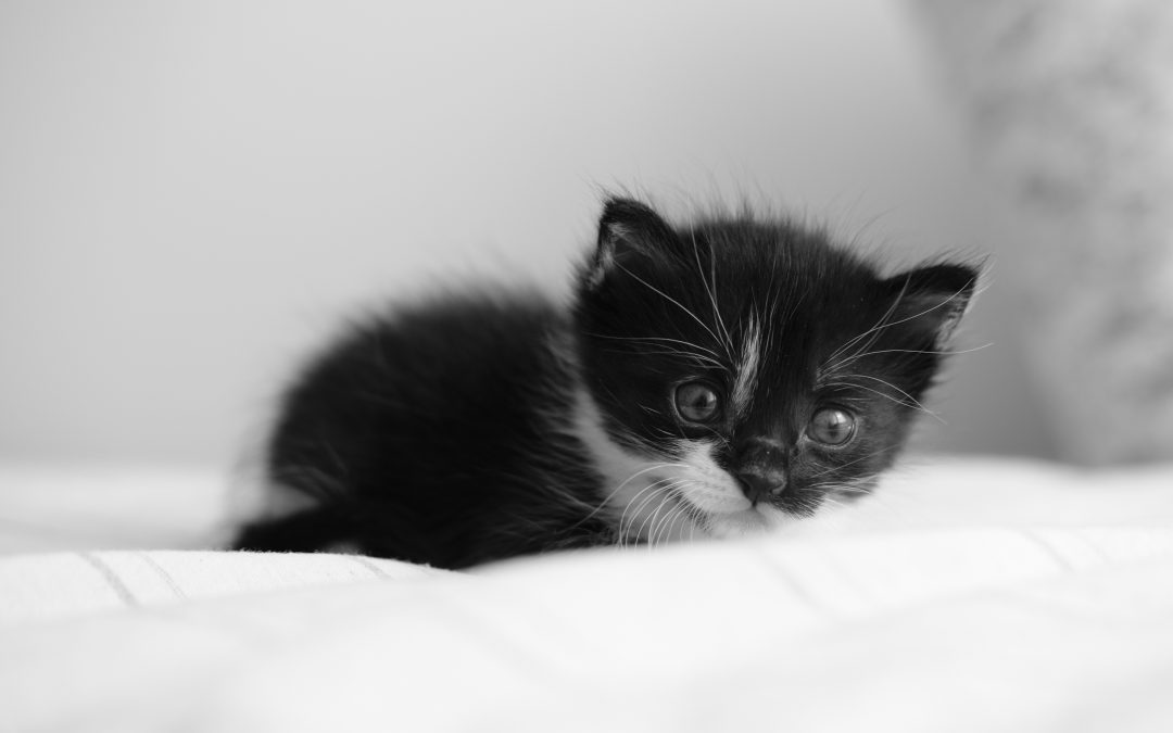 Getting a pet and your mental health – how getting a pet can be affected by your attachment style