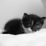 Black and white image of small kitten. Getting a pet and your mental health