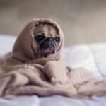 Dealing with difficult people - pug dog wrapped in a blanket